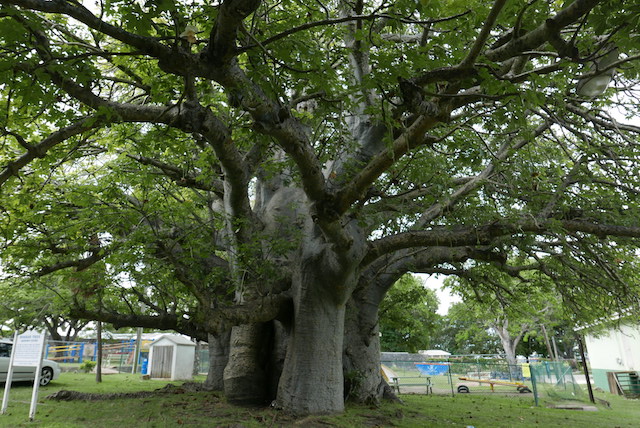 BBbridgetown-tree