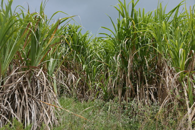 BBslavehouse-sugarcane