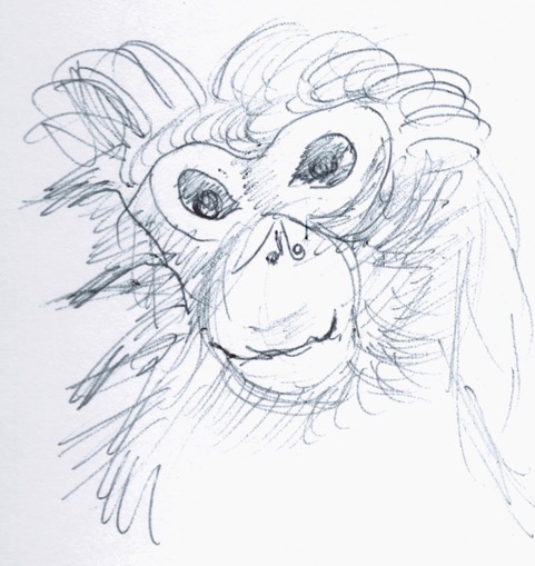 Januarymonkey4